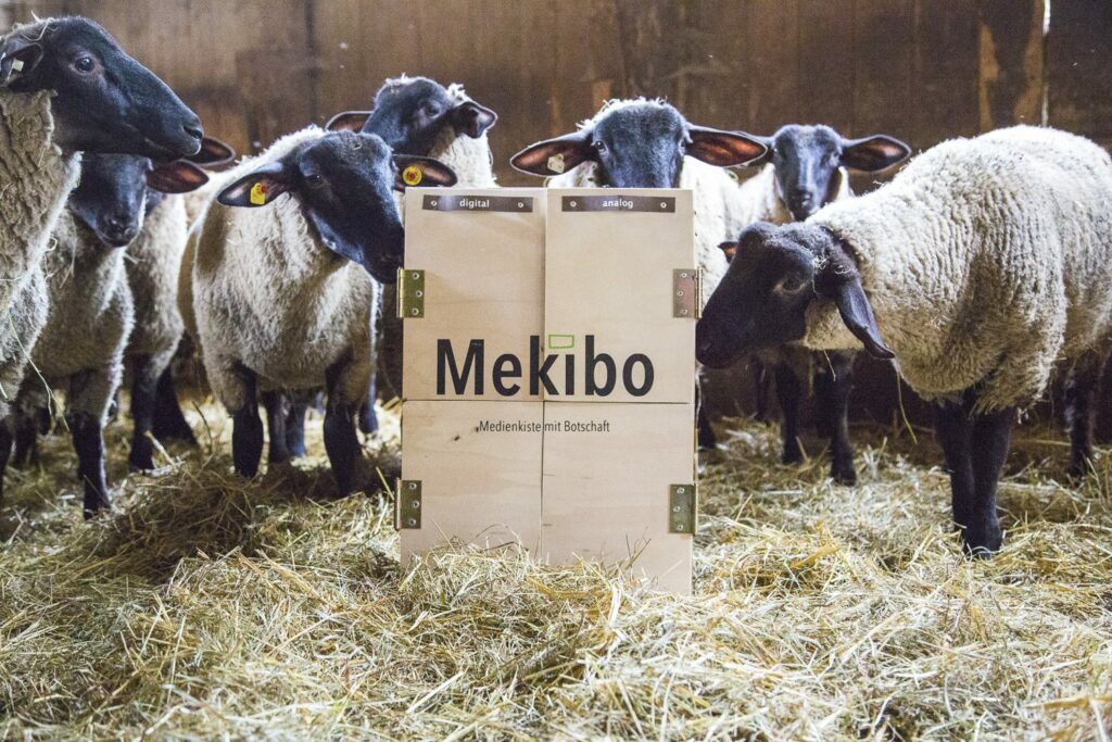 Mekibo im Stall mit Schafen