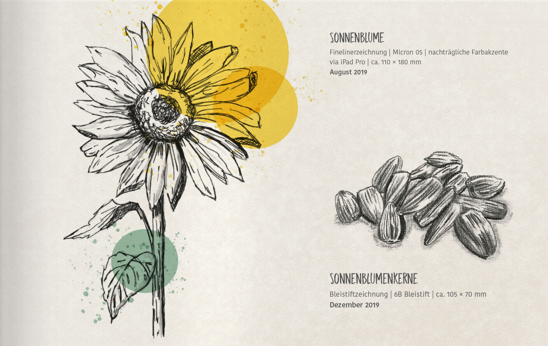 Sonnenblume in Finelinerzeichnung, Sonnenblumenkerne in Bleistiftzeichnung